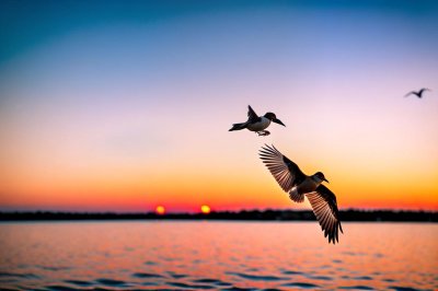 bird, colorful, pens, nature, water, lake, sunset, fantasy