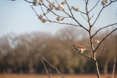 sparrow, mobile wallpaper 4k, branch, springtime, iphone wallpaper, lock screen wallpaper, nature, birdwatching, soft colors, cherry blossom, ipad wallpaper, wildlife photography, mobile wallpaper, tranquility, beautiful wallpaper, phone wallpaper, small birds, urban nature, avian, wallpaper, background, samsung wallpaper, 4k, desktop wallpaper, desktop background