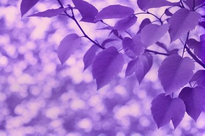 leaves, desktop backgrounds, stem, windows wallpaper, laptop wallpaper, flower, bokeh, dots, full hd wallpaper, hd wallpaper, wallpaper hd, 4k wallpaper, 4k wallpaper 1920x1080, circles, free wallpaper, flower wallpaper, floral background, wallpaper 4k, flower background, wallpaper, design, free background, drawing, beautiful, nature, spring, cool backgrounds, mac wallpaper, beautiful wallpaper, beautiful flowers, summer