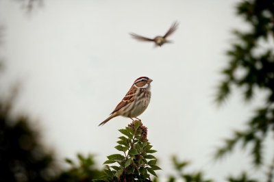 sparrow, bird, nature, wildlife, plumage, songbird, feathers, ornithology, beak, bird watching, close up