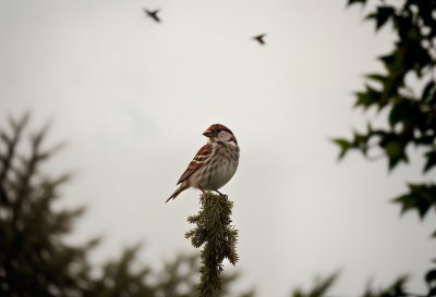 sparrow, bird, nature, wildlife, plumage, songbird, feathers, ornithology, beak, bird watching, close up