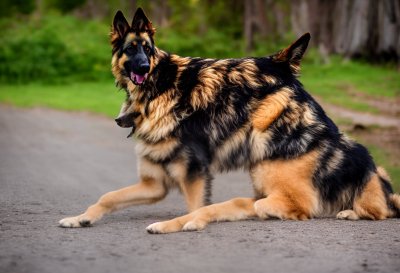dog, old german shepherd, pet, shepherd dog, herding dog, long stick hair, family dog, loyal, intelligent, athletic, vigilant, obedience, dog breed, nature lover, dog sport, companion dog, security service, dog training, puppy, young dog, animal, animal lover, dog owner