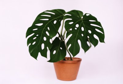 monstera, plant, pot, floral background, houseplant, beautiful wallpaper, sheet, tropical, boho, bohemian, background, drawing, nature