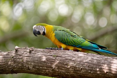 bird, parrot, feather, nature, photography