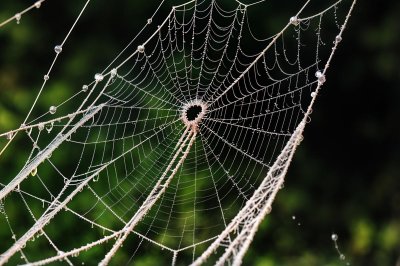 spider web, web, nature, cobweb, dew, morning, dewdrops, arachnid, spiderweb, droplets, backlit, uk