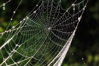spider web, web, nature, cobweb, dew, morning, dewdrops, arachnid, spiderweb, droplets, backlit, uk