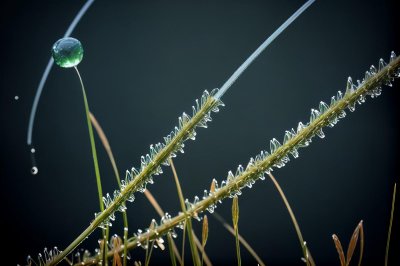 grass, blade of grass, dew, dewdrop, blow, vesicles, nature, small, tender, black-and-white, grasses, grasslands