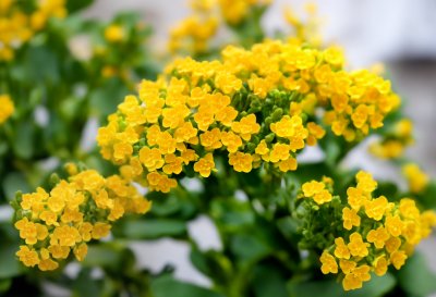 kalanchoe, flowers, yellow flowers, plants, yellow plants, succulents, potted plants, nature, houseplants, flora, balcony plants