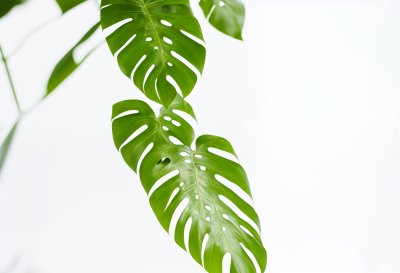 monstera deliciosa, natural, plant, background, the leaves, leaf, green, floral background