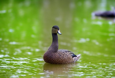 duck, bird, water bird, austria, linz, nature