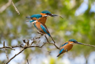 kingfisher, bird, nature, wildlife, plumage, ornithology, avian, birdwatching, feathers, flying, flight, wings, water, fish, fishing, uk