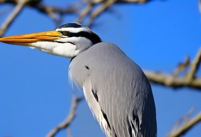 grey heron, nature, heron, bird, water bird, wildlife, animal, plumage, lake, fog, ornithology, beak, flow, wader, park, prey, water, sun, feathers, wing, bird watching, tomorrow, sunrise, pond