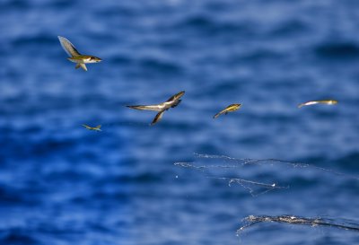 flying fish, fishes, flying, sea, nature, water, swim