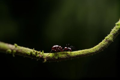 ant, ants, nature, insects, green