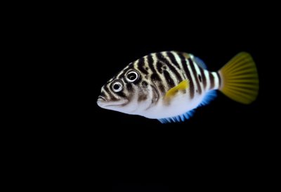 poisonous, puffer fish, fish, pufferfish, underwater, aquarium, puffer, tropical, valentins sharpnose puffer, cairns aquarium, blacksaddle toby