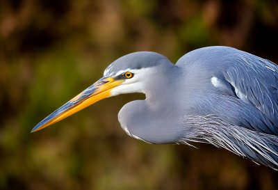grey heron, heron, water bird, bird, plumage, beak, on the lurk, wildlife