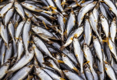 sardines, fish, fish shop, nature, fishing, food, market, healthy, delicious, vitamins, fresh, diet, salting