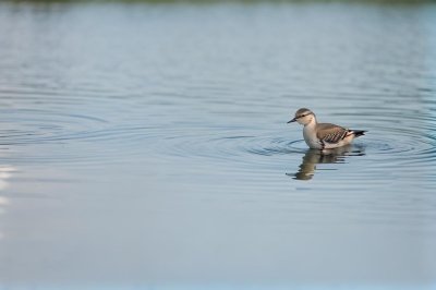 water, nature, reflection, liquid, bird, wildlife, avian, animal