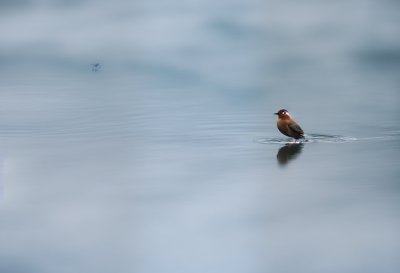 water, nature, reflection, liquid, bird, wildlife, avian, animal
