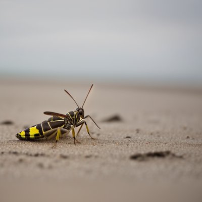 beach, harlequin grasshopper, coloured, multicoloured, nature, insect, south africa
