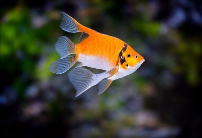 scalar, fishes, aquarium, water, koi angelfish, carp, nature