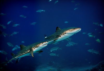 shark, leopard shark, fish, nature, aquarium, water, underwater
