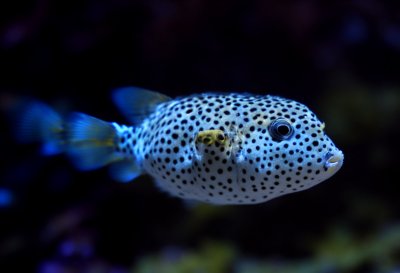 puffer fish, nature, animal, underwater, aquarium, fishes, tropical