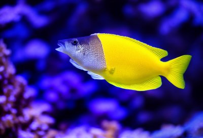 fish, aquarium, rabbitfish, foxface rabbitfish, yellow, yellow fish, tropical fish, reef fish, underwater, sea, reef, ocean, tank, colorful, tropical
