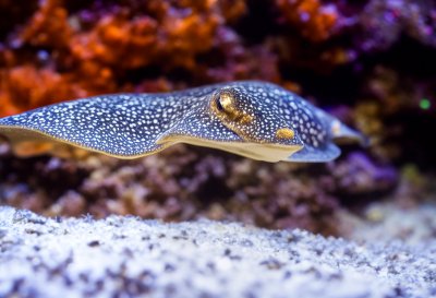 stingray, fish, nature, underwater, aquarium, ray, blue-spotted stingray, cairns aquarium, swimming, swimming stingray