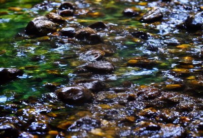 fish, lake, nature, nainital, uttarakhand, water, landscape, place, india