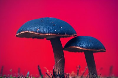fall, macro, close up, nature, mushroom, forest, forest floor, forest mushrooms