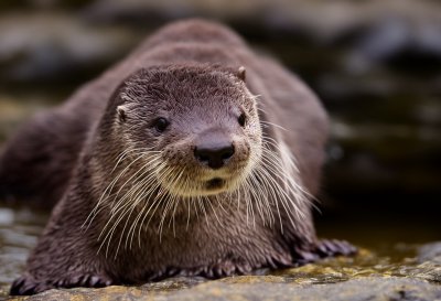 otter, nature, animal, water