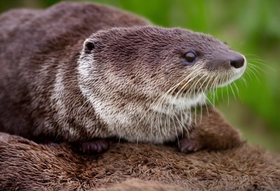 otter, nature, animal, water