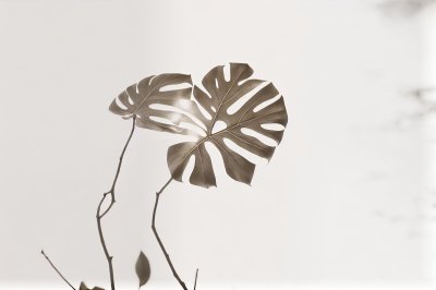 boho, monstera, bohemian, background, drawing, nature, leaves, minimalistic