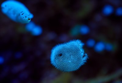 face, puffer fish, eyes, portrait, nature, close up, template, background
