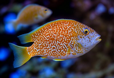 fish, perch, giraffe cichlid, multicoloured, water, underwater, nature, aquarium