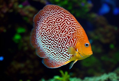 discus fish, fish, aquarium, fishes, underwater, discus cichlid, perch, multicoloured
