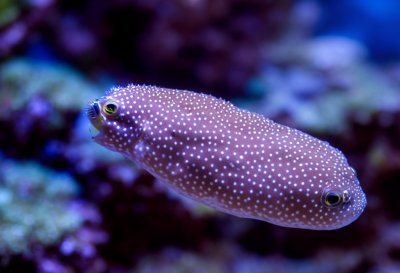 puffer fish, spur, eye, glitter, fishes, water, underwater, aquarium