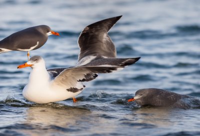 gull, starfish, bird, sea, ornithology, wildlife, seabirds, beak, plumage, water, bird watching, echinoderms, sea animal
