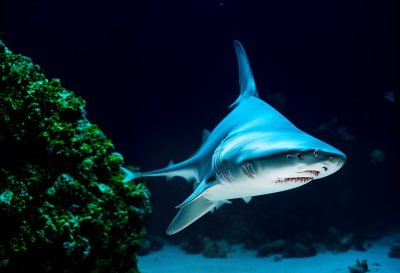 shark, sea, fishes, underwater, animal, predator, underwater world