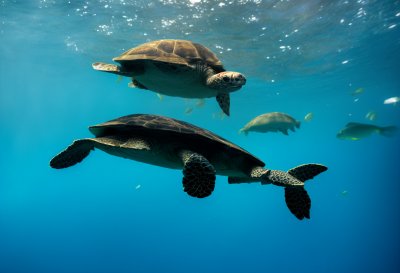 smelled, tortoise, encounter, fishes, underwater, water, aquarium