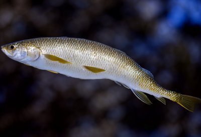 dandruff, fish, carp, fishes, silver, glittering, rivers