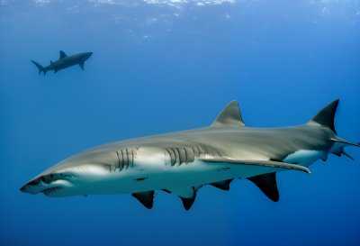 shark, maul, animal, wildlife, fish, rivers, danger, attention