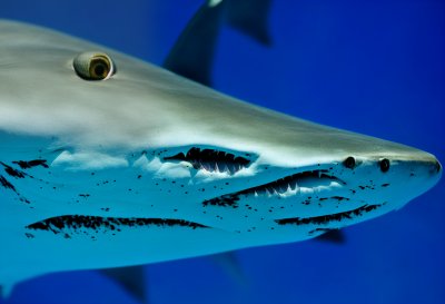 shark, face, eye, close up, sight, nose, animal