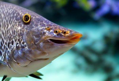 fish, head, teeth, nature, predatory fish, tetra, water, underwater