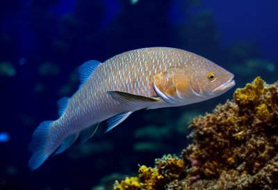 perch, grouper, fish, aquarium, maul, wildlife, animal portrait