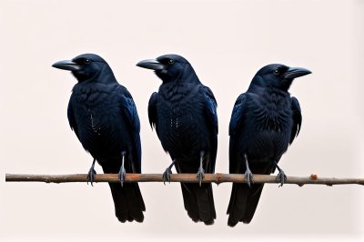 crows, boho, mac wallpaper, cool backgrounds, windows wallpaper, bohemian, wallpaper hd, background, drawing, free background, hd wallpaper, line drawing, beautiful wallpaper, birds, 4k wallpaper 1920x1080, laptop wallpaper, free wallpaper, desktop backgrounds, full hd wallpaper, 4k wallpaper, wallpaper 4k, feathers, nature